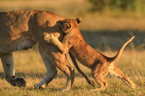 Elmar Weiss: Hunting Play by Elmar Weiss