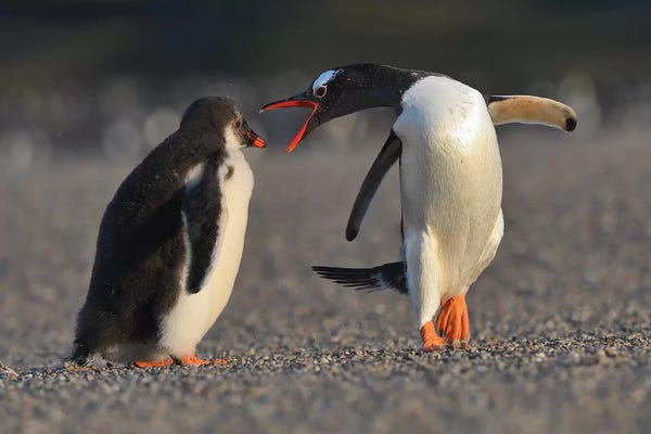 Elmar Weiss: Bad Chick! by Elmar Weiss