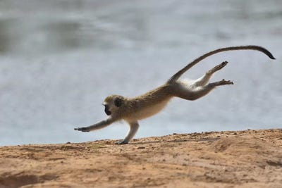 Hurry by Elmar Weiss framed canvas print