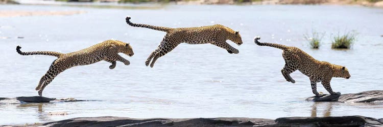 Hydrophobic Leopard