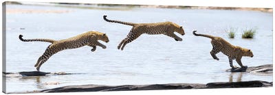 Hydrophobic Leopard Canvas Art Print - Elmar Weiss