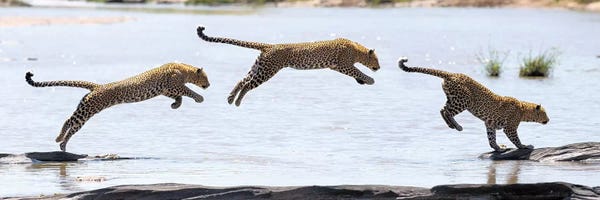 Elmar Weiss: Hydrophobic Leopard by Elmar Weiss