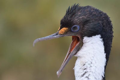 Imperial Shag by Elmar Weiss framed canvas print