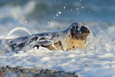 In The Surf by Elmar Weiss framed canvas print