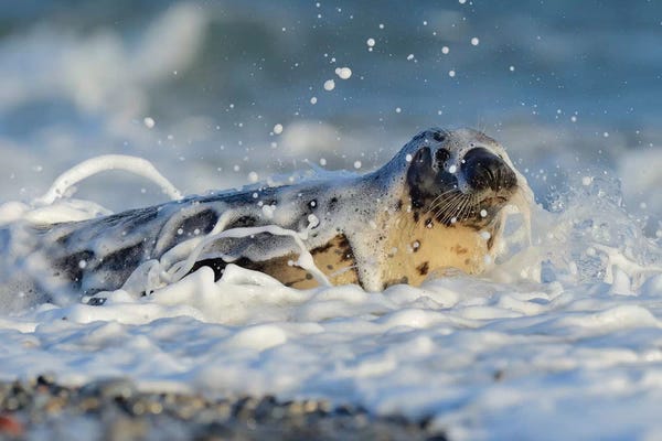 Elmar Weiss: In The Surf by Elmar Weiss