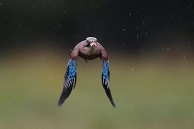 Jay by Elmar Weiss metal wall art