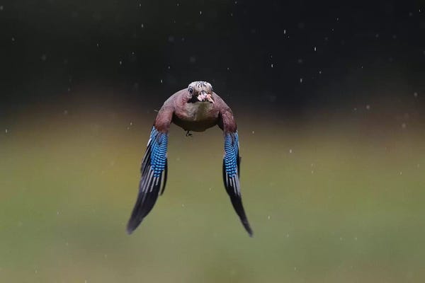 Elmar Weiss: Jay by Elmar Weiss