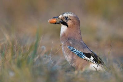 Jay With Arcorn by Elmar Weiss metal wall art