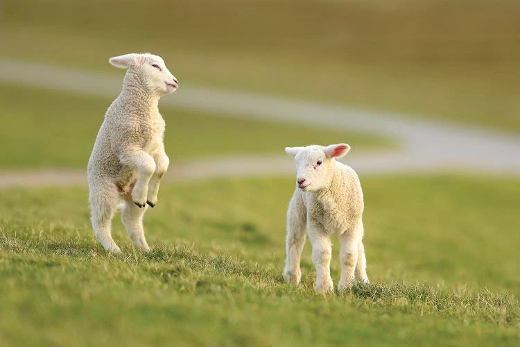 Jumping Lamb