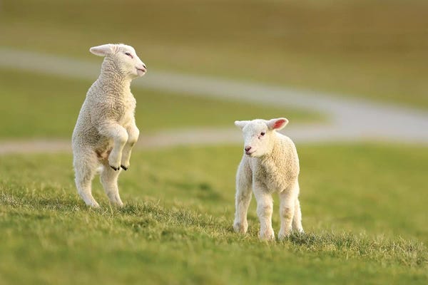 Elmar Weiss: Jumping Lamb by Elmar Weiss