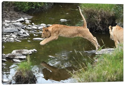 Jumpng Lion Cub Canvas Art Print - Elmar Weiss