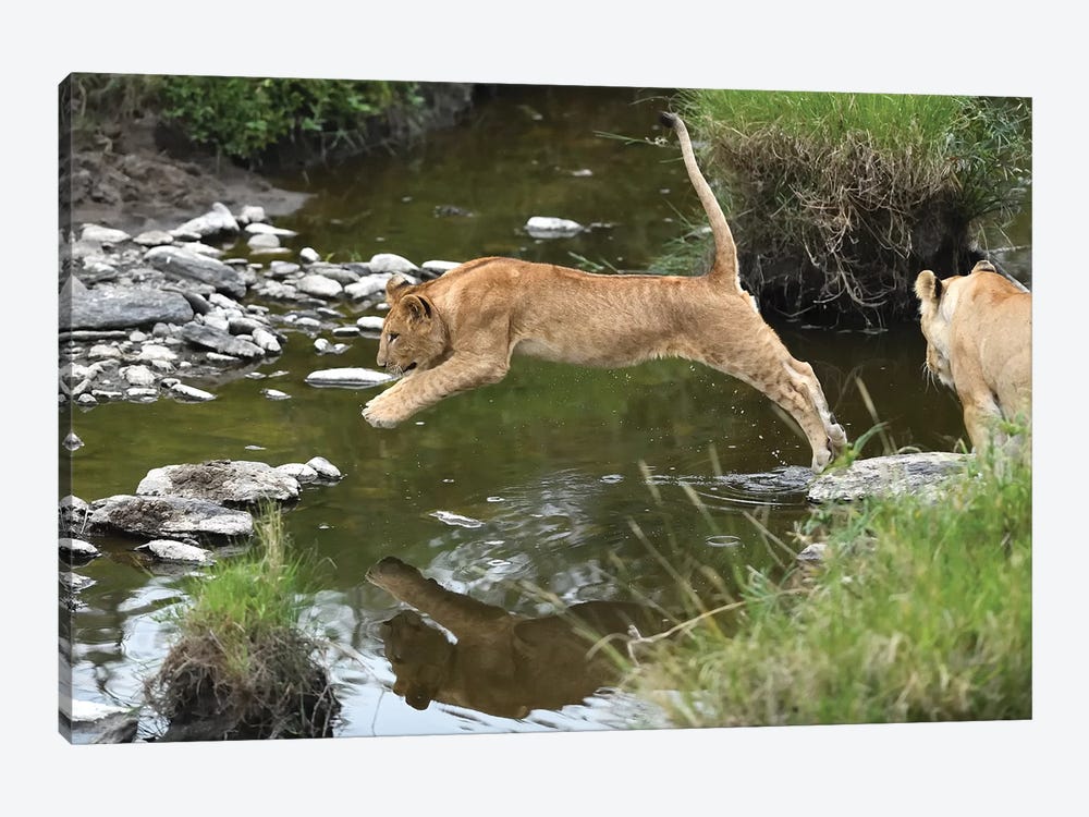 Jumpng Lion Cub by Elmar Weiss 1-piece Canvas Print