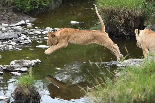Elmar Weiss: Jumpng Lion Cub by Elmar Weiss