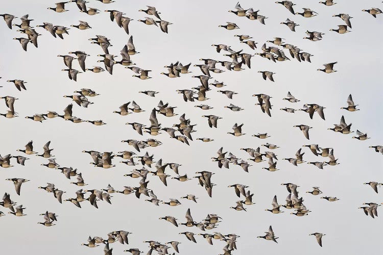 Barnacle Geese