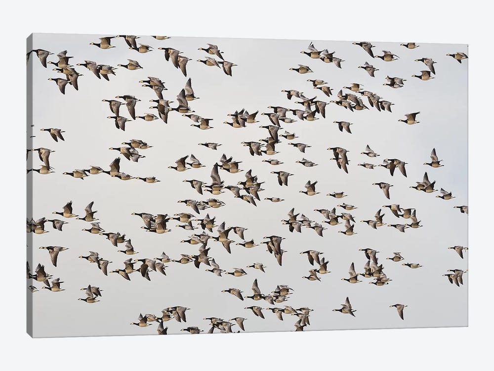 Barnacle Geese by Elmar Weiss 1-piece Canvas Wall Art