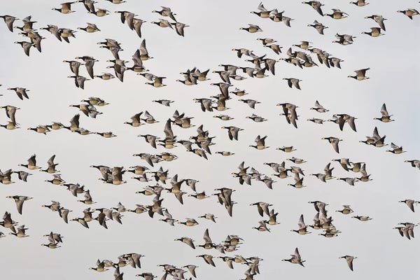 Elmar Weiss: Barnacle Geese by Elmar Weiss