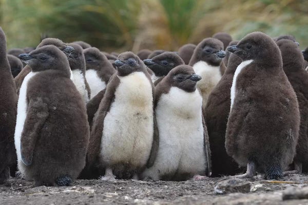 Elmar Weiss: Kindergarten by Elmar Weiss