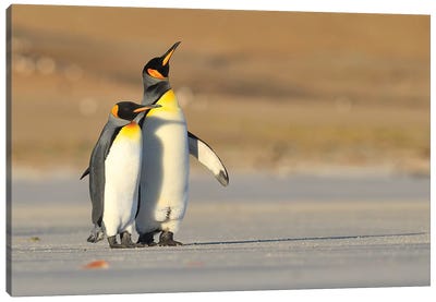 King Penguin Couple Canvas Art Print - Elmar Weiss