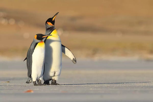 Elmar Weiss: King Penguin Couple by Elmar Weiss