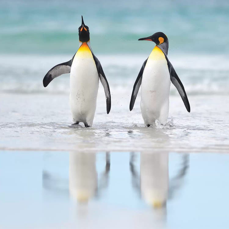 King Penguins by Elmar Weiss wall art
