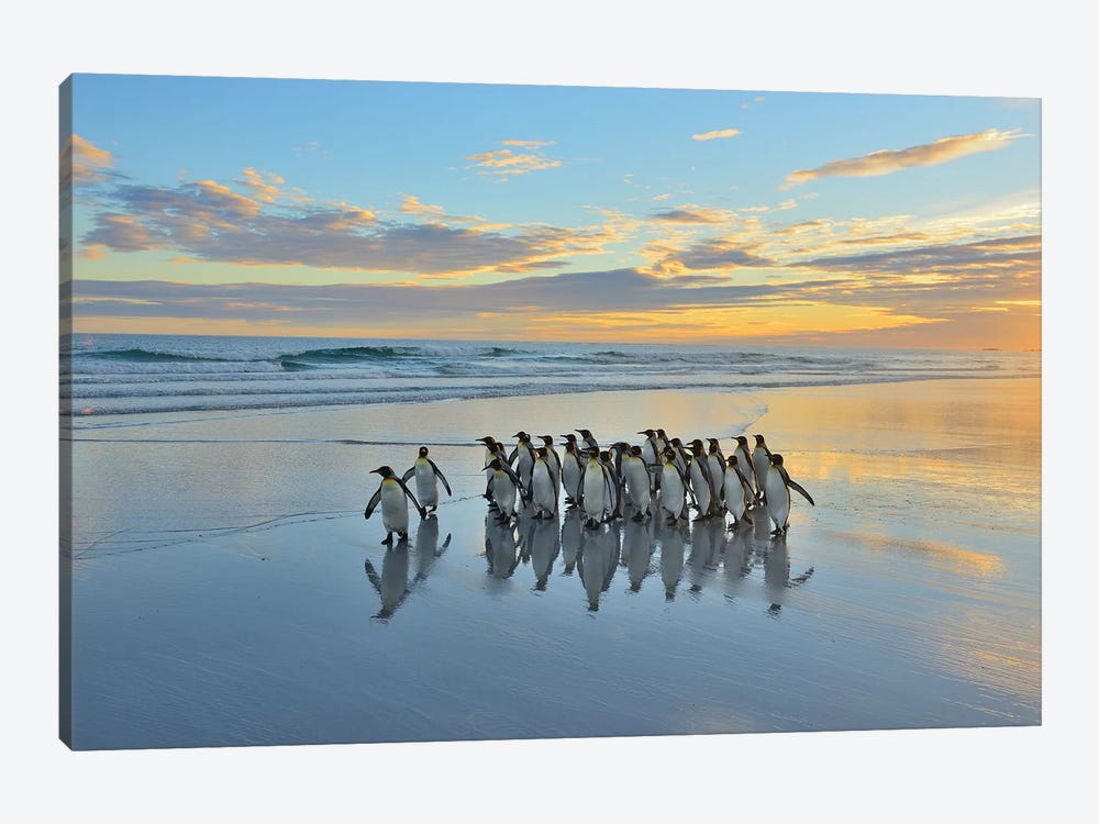 King Penguins At Volunteer Beach by Elmar Weiss 1-piece Canvas Art
