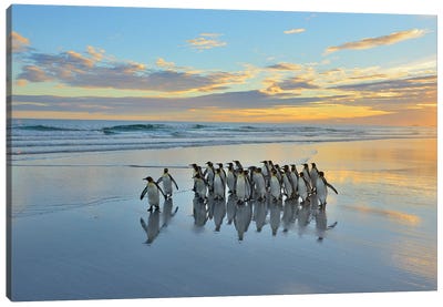 King Penguins At Volunteer Beach Canvas Art Print - Elmar Weiss