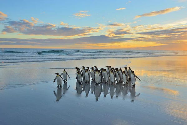 Elmar Weiss: King Penguins At Volunteer Beach by Elmar Weiss