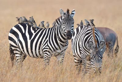 Landing Strip by Elmar Weiss art print