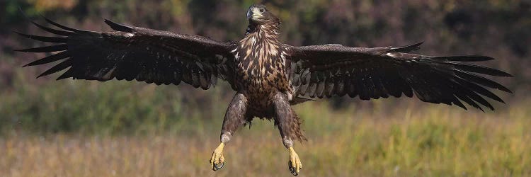 Landing White-Tailed Eagle