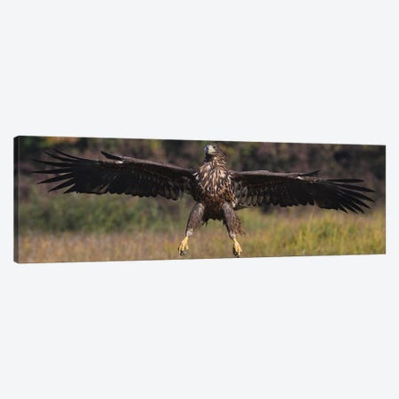 Landing White-Tailed Eagle Canvas Print #ELM75} by Elmar Weiss Canvas Wall Art