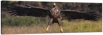 Landing White-Tailed Eagle Canvas Art Print - Elmar Weiss