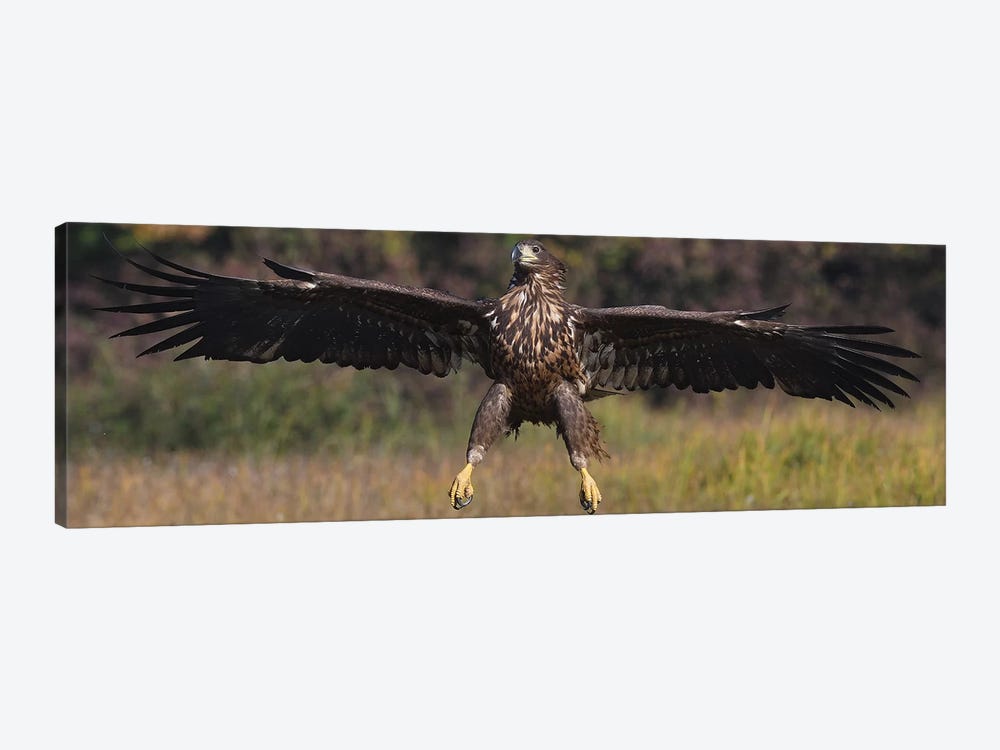 Landing White-Tailed Eagle by Elmar Weiss 1-piece Canvas Wall Art