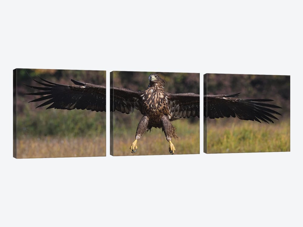 Landing White-Tailed Eagle by Elmar Weiss 3-piece Canvas Artwork