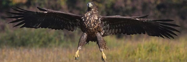 Landing White-Tailed Eagle