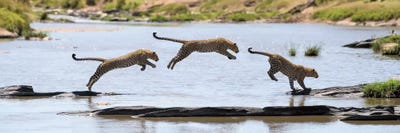 Leopard Jump by Elmar Weiss multi panel art