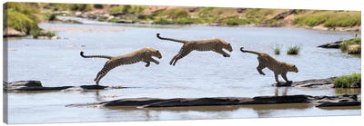 Leopard Jump Canvas Art Print - Action Shot Photography