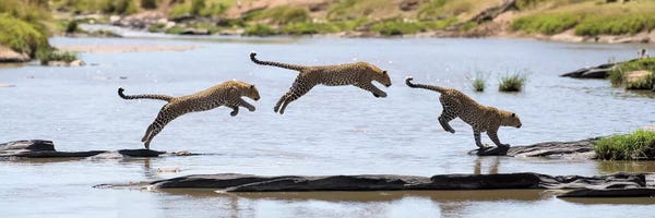 Elmar Weiss: Leopard Jump by Elmar Weiss