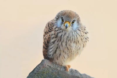 Lesser Kestrel by Elmar Weiss framed canvas print