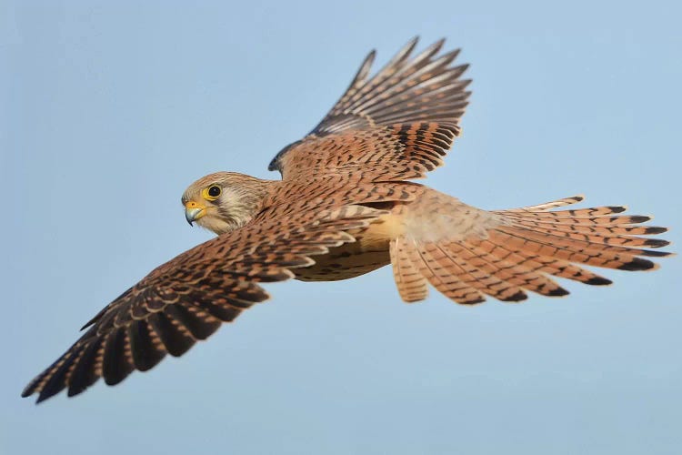 Lesser Kestrel In Flight