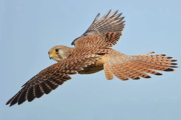 Elmar Weiss: Lesser Kestrel In Flight by Elmar Weiss