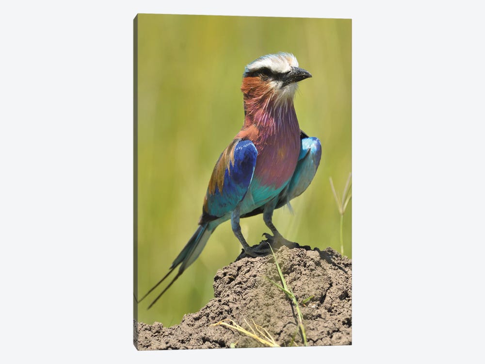 Lilac-Breasted Roller by Elmar Weiss 1-piece Canvas Art
