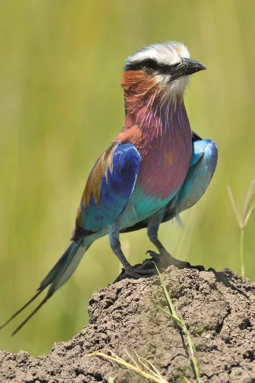 Lilac-Breasted Roller