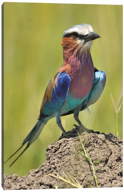 Lilac-Breasted Roller Canvas Art Print