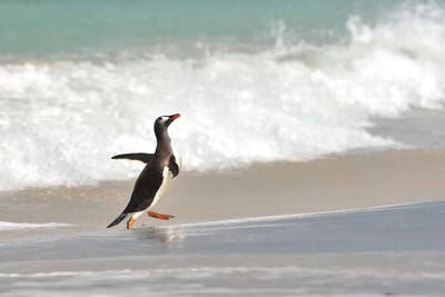 Beach Run by Elmar Weiss framed canvas print