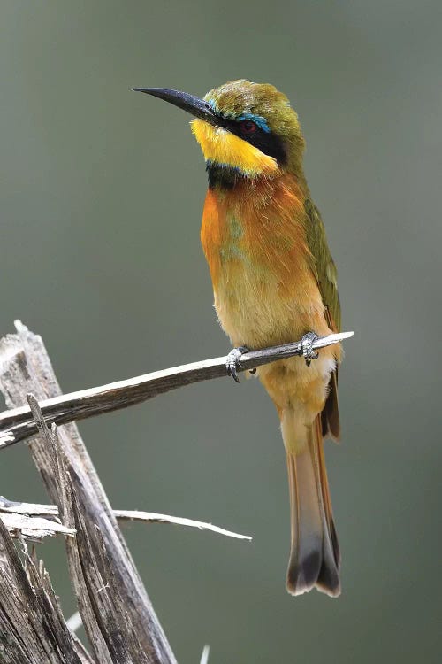 Little Bee-Eater