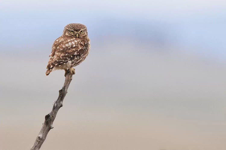 Little Owl