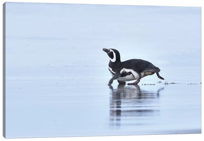 Magellanic Penguin On The Run Canvas Art Print - Elmar Weiss