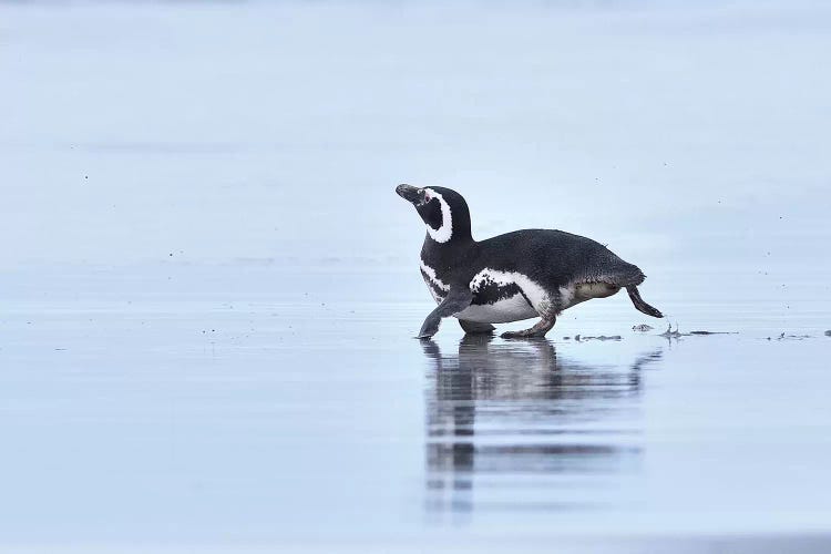 Magellanic Penguin On The Run