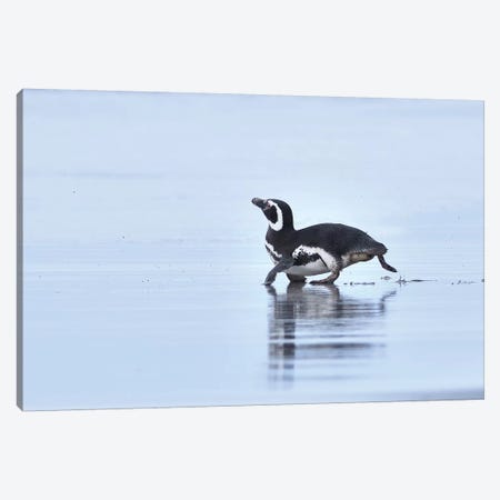 Magellanic Penguin On The Run Canvas Print #ELM83} by Elmar Weiss Canvas Artwork