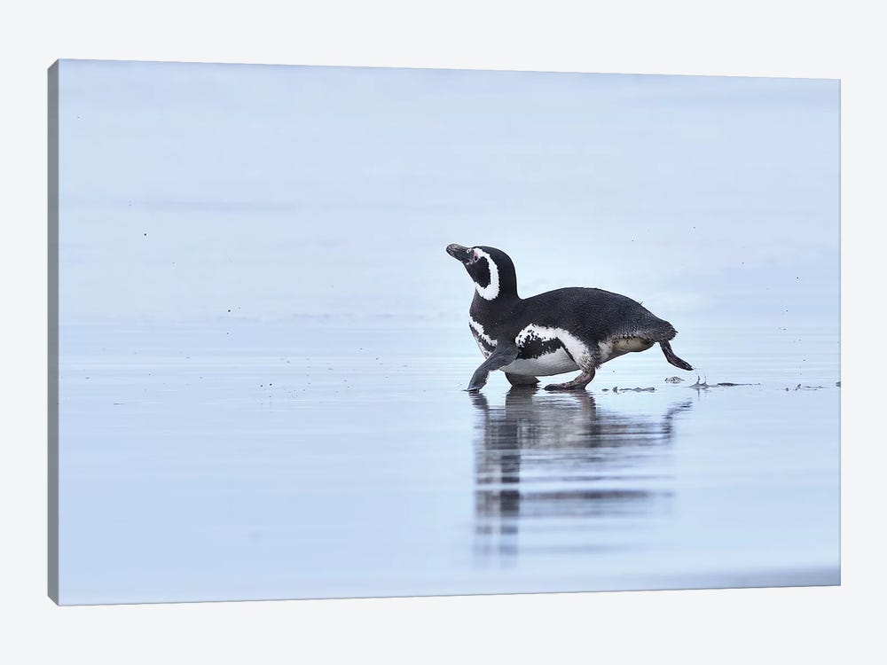 Magellanic Penguin On The Run by Elmar Weiss 1-piece Canvas Art Print